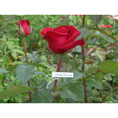 Троянда чайно-гібридна Мадам Дельбар