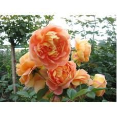 Роза чайно-гибридная Солей д'Ор (Soleil d'Or)