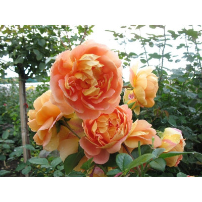 Троянда чайно-гібридна Солей д'Ор