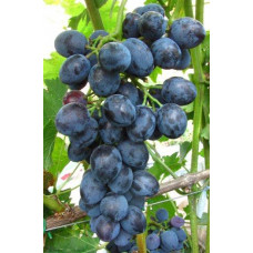 Виноград Наталія