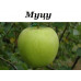 Яблуня Мутсу / дворічна