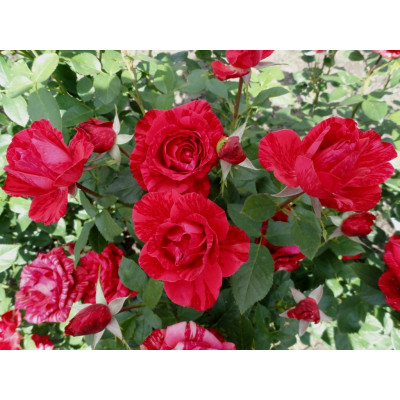 Троянда чайно-гібридна Ред Інтуїшн (Red Intuition)