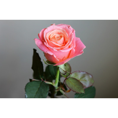 Троянда чайно-гібридна Міс Піггі