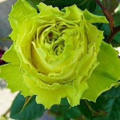 Троянда чайно-гібридна Зелена планета