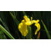 Іриси Hollandica Yellow (5шт.)