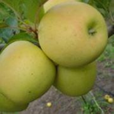 Саджанці яблуні Сільвія
