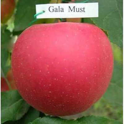 Яблуня Гала Муст