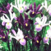 Ірис Purple Lavender Mix (2 шт.)