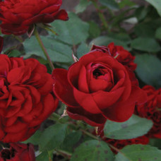 Бордюрна троянда Кордула