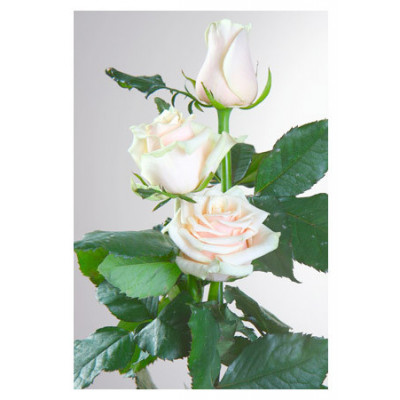Троянда чайно-гібридна Талея (Talea)