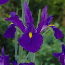 Ірис Hollandica Фіолетовий (2 шт.)