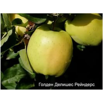 Саджанці яблуні Голдан Рейнджерс